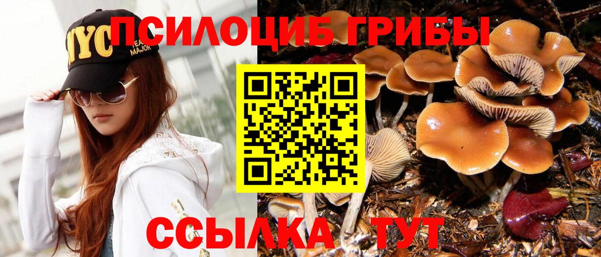 Вятские Поляны  Псилоцибиновые грибы Psilocybe  Вход с VPN 